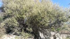 Olea europaea