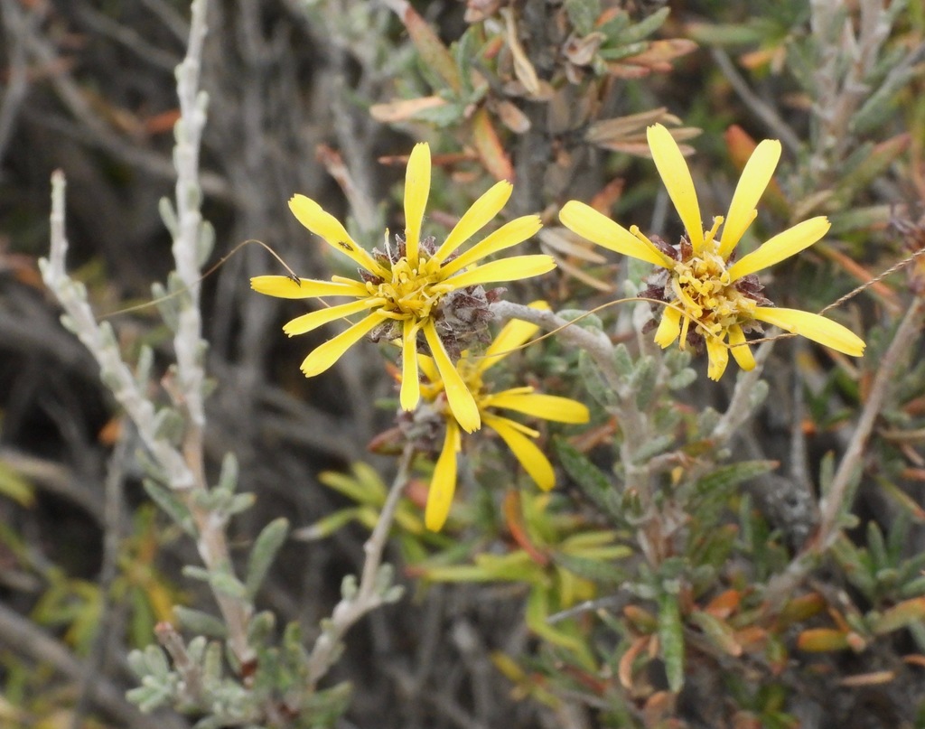 Brachyclados megalanthus
