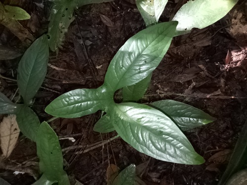 Cyrtosperma macrotum observed 2025-10-18