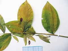 Polygonatum × desoulavyi