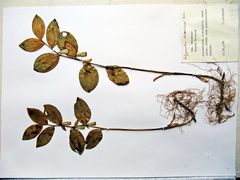 Polygonatum × desoulavyi