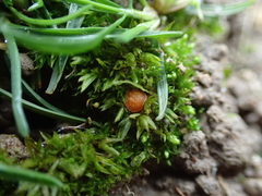 Octospora axillaris