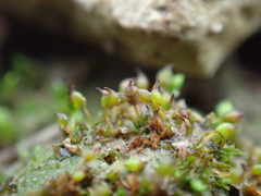 Microbryum rectum