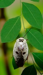 Gyna caffrorum