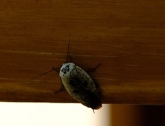 Gyna caffrorum