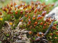 Microbryum davallianum