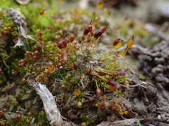 Pterygoneurum ovatum