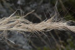 Austrostipa stuposa