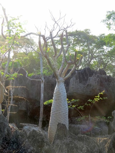 Pachypodium lamerei