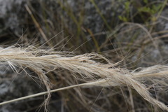 Austrostipa stuposa