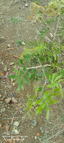 msasa