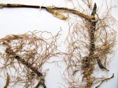 Polygonatum × desoulavyi