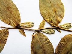 Polygonatum × desoulavyi