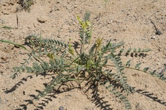 Astragalus farctus