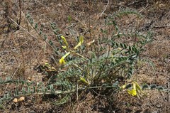 Astragalus farctus