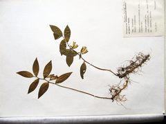 Polygonatum × desoulavyi