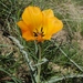 Tulipa lehmanniana - Photo 由 vladimir_epiktetov 所上傳的 (c) vladimir_epiktetov，保留部份權利CC BY-NC