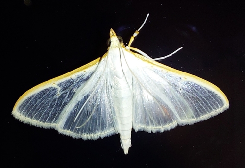 Jasmine Moth, 2291 ZL Wateringen, Nederland, photo 9 of 10