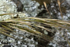 Austrostipa stuposa