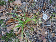 Carex sylvatica