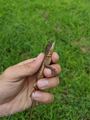 Tropidurus torquatus