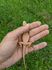 Tropidurus torquatus