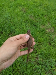 Tropidurus torquatus