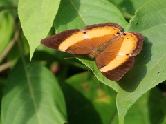 Cirrochroa satellita