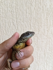 Tropidurus torquatus