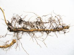 Polygonatum × desoulavyi