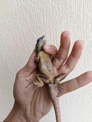Tropidurus torquatus