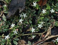 Glinus oppositifolius