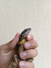 Tropidurus torquatus