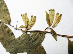 Polygonatum × desoulavyi