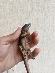 Tropidurus torquatus