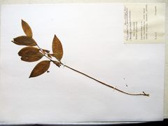 Polygonatum × desoulavyi