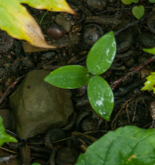 Uvularia sessilifolia