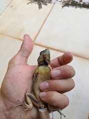 Tropidurus torquatus