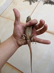 Tropidurus torquatus