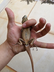 Tropidurus torquatus