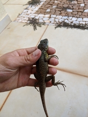 Tropidurus torquatus