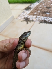 Tropidurus torquatus