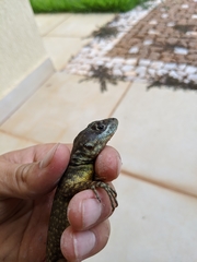 Tropidurus torquatus