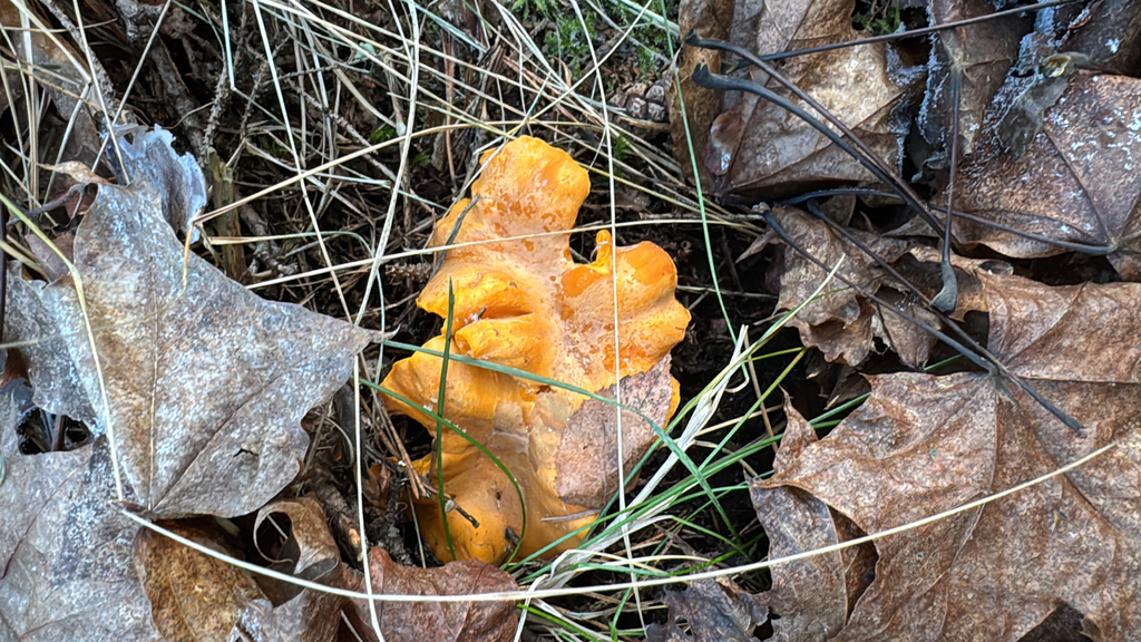 Cantharellus cibarius · November 2025 · photo: © sudenkorentoko (iNaturalist, cc0)