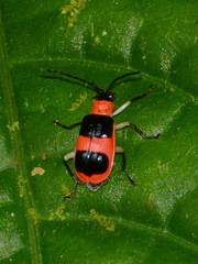 Paratriarius
