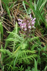 Pedicularis olgae