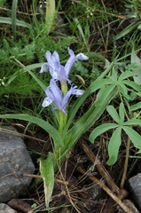 Iris willmottiana