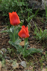Tulipa greigii