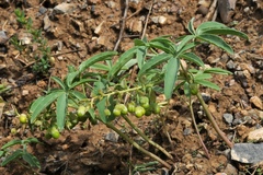 Gymnospermium albertii