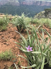 Xerophyta purpurascens